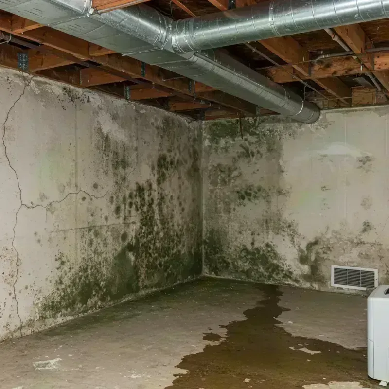 Professional Mold Removal in Cameron, MO